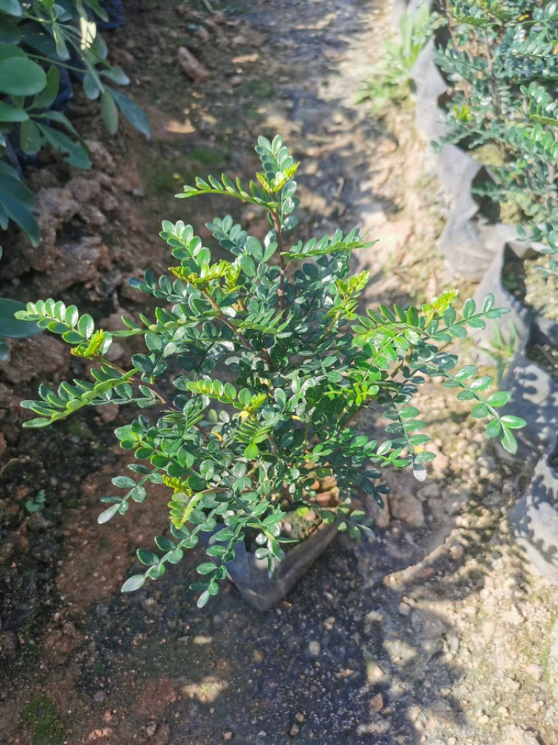 胡椒木苗基地直发包技术指导视频看货全国发货欢迎考察