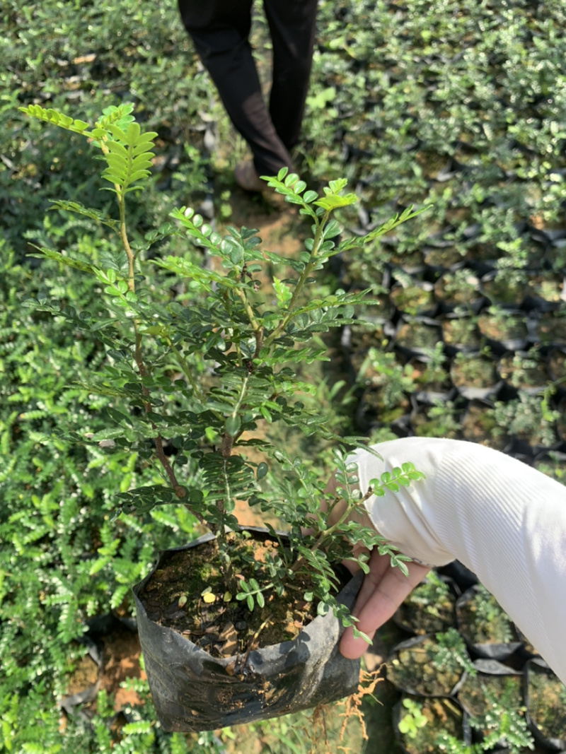 胡椒木苗基地直发包技术指导视频看货全国发货欢迎考察