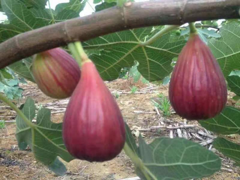 无花果波姬红斯玛义陶芬一年四季不间断供应