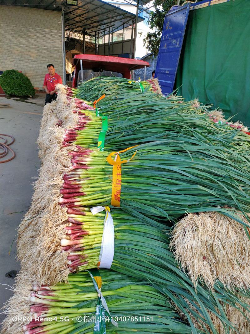 红根蒜苗60~70cm现在柳州货已经大量现货，需要的联