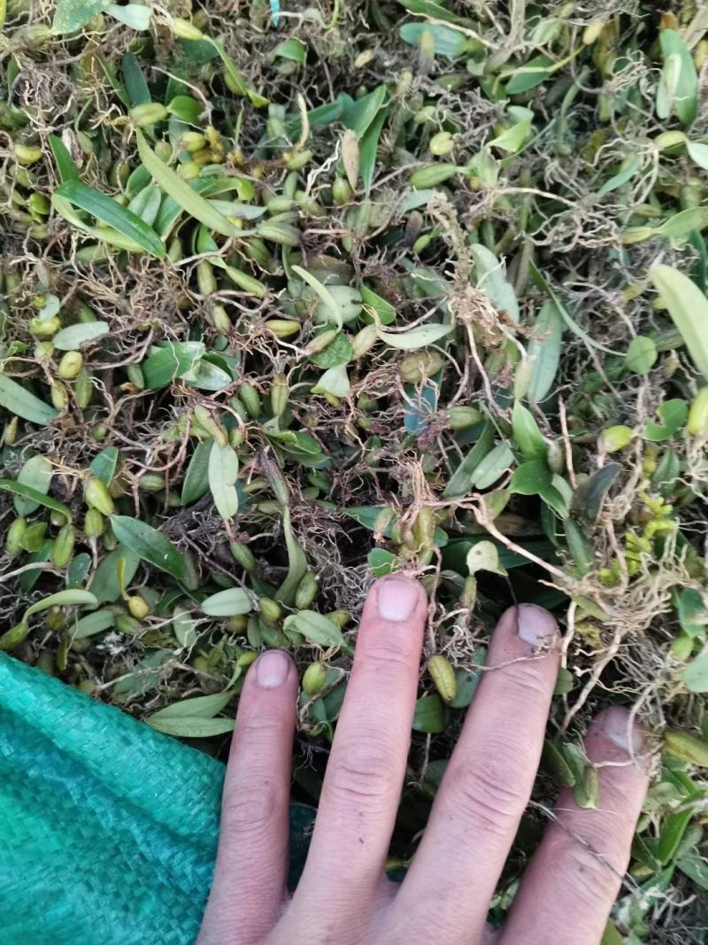 云南西双版纳纯野生石橄榄