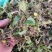 云南西双版纳纯野生石橄榄