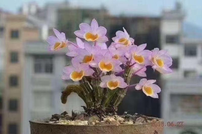 云南纯野生盆栽石斛花