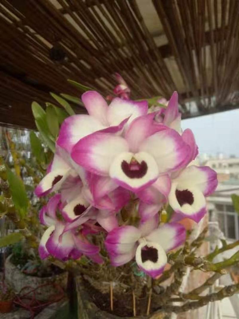 云南纯野生盆栽石斛花