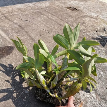 云南纯野生盆栽石斛花