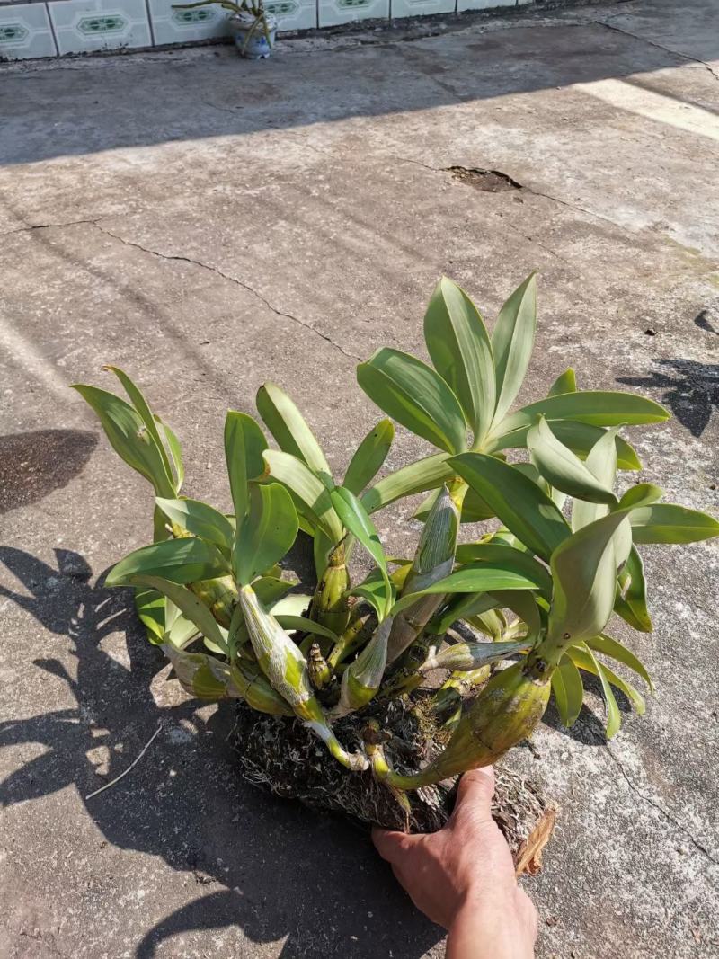 云南纯野生盆栽石斛花