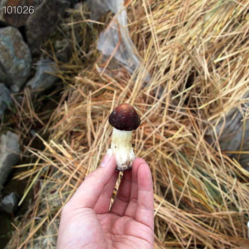 老梁包邮特惠2斤2盒新鲜赤松茸仅33元，可一件代发