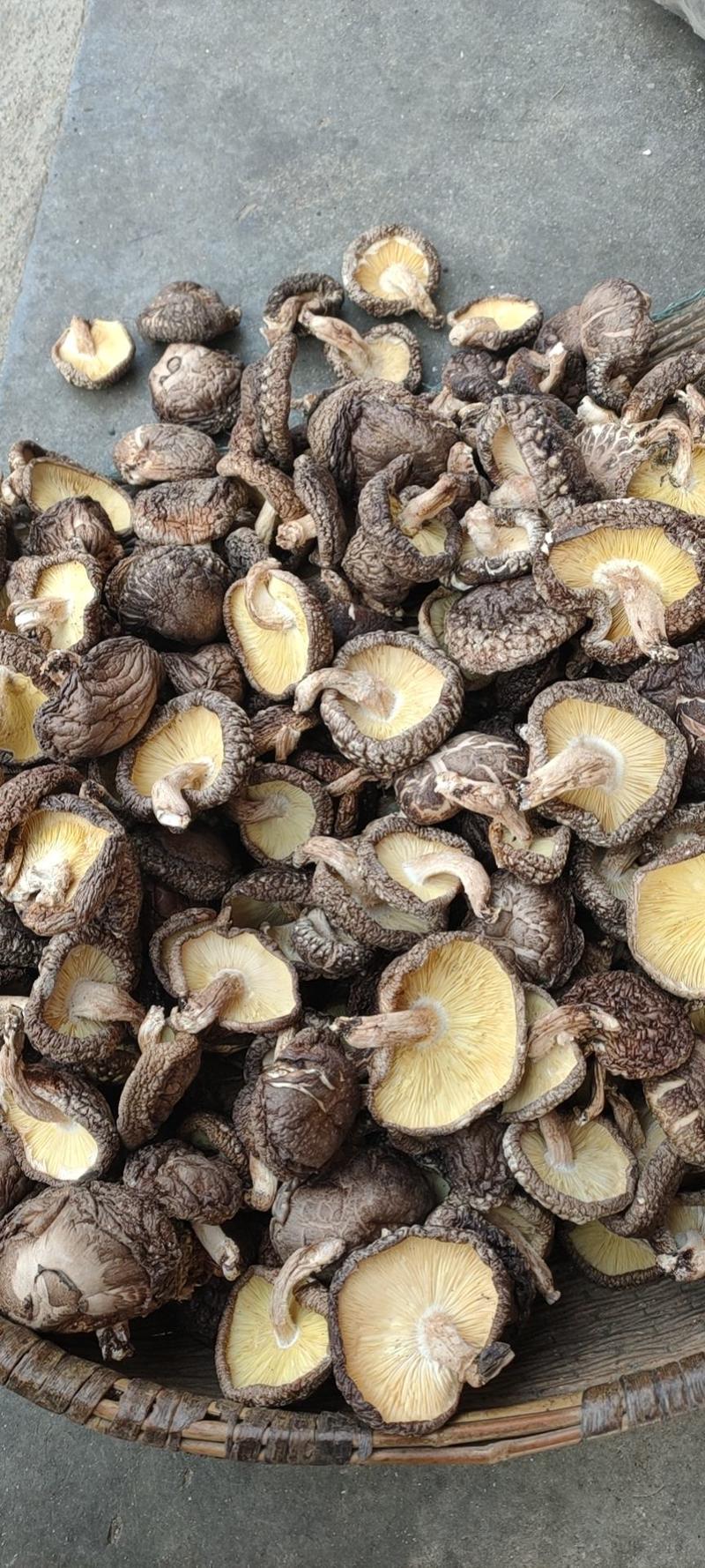 【巨便宜】秦岭椴木香菇，野生香菇——花菇厚菇簿菇大片菇