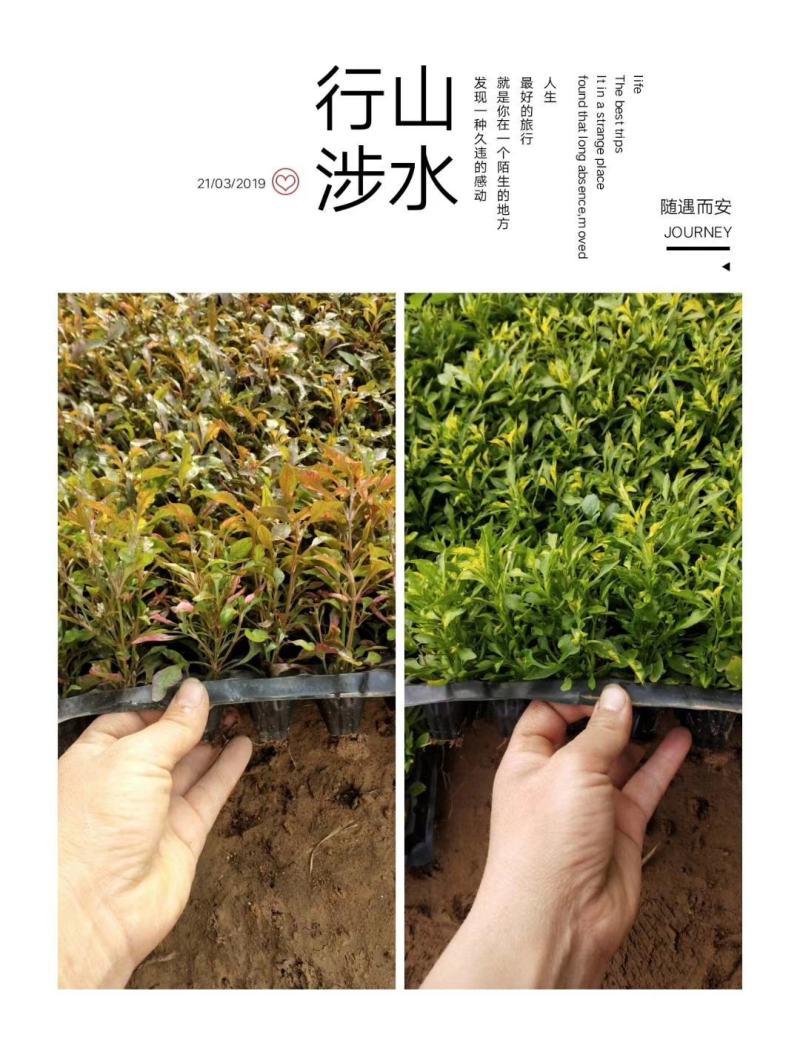 五色草，基地直销，常年供应各种绿化苗木？