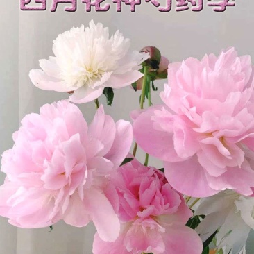 芍花带花苞每棵二十多左右3-5年芍药切花立如芍药坐如牡丹