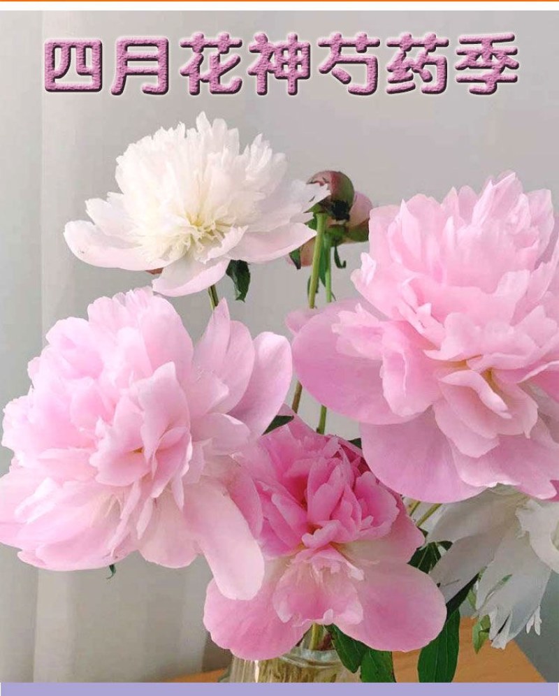 芍花带花苞每棵二十多左右3-5年芍药切花立如芍药坐如牡丹
