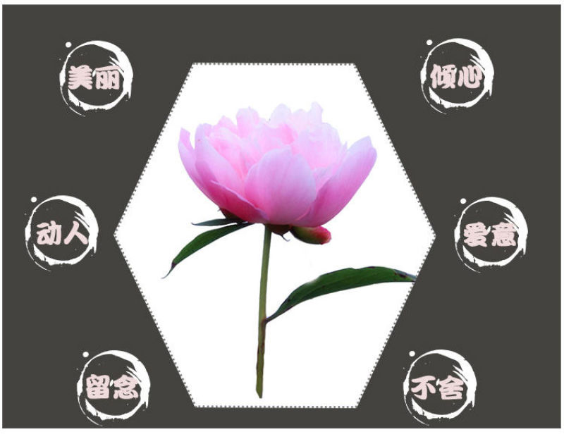 芍花带花苞每棵二十多左右3-5年芍药切花立如芍药坐如牡丹