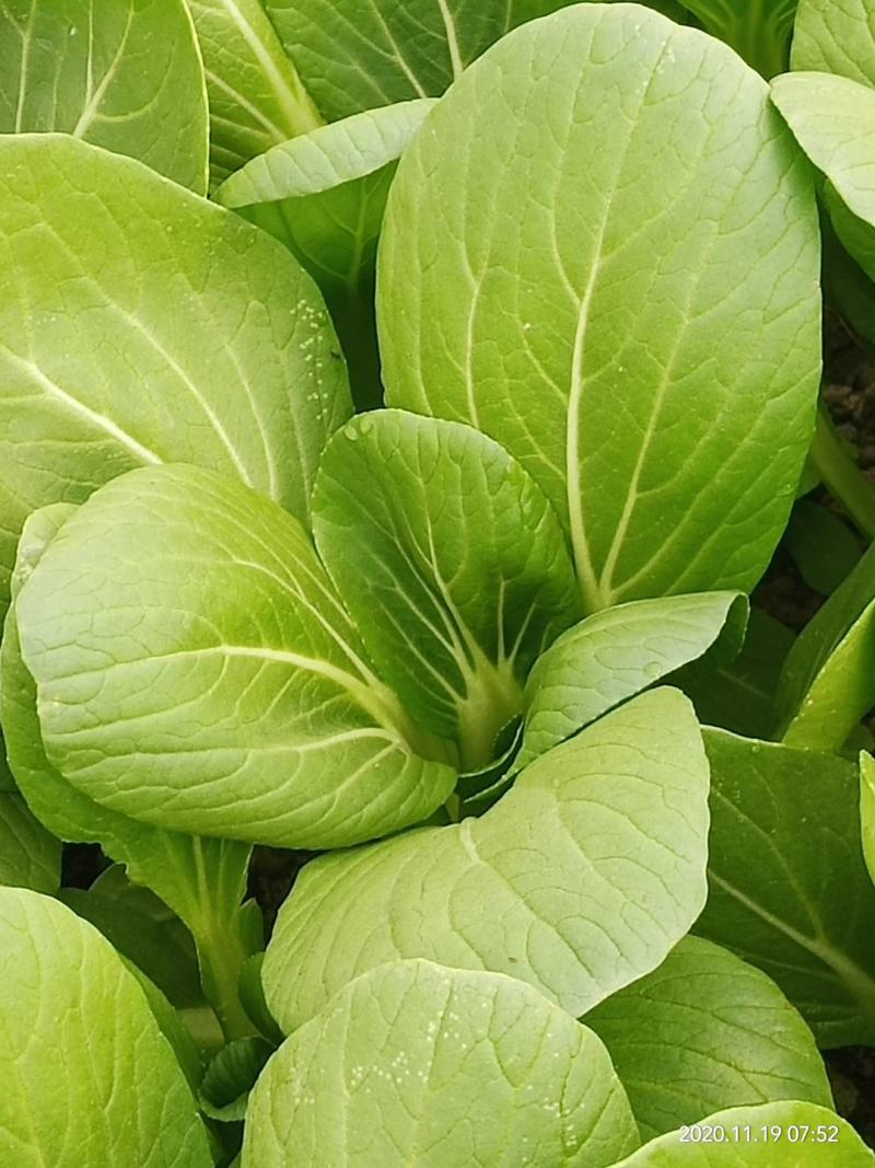 【牛商推荐】青梗菜，江苏本地青梗菜，长期合作，诚信第一