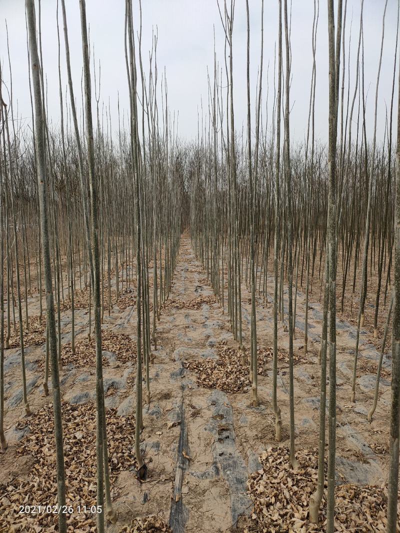 白蜡苗，白蜡小苗，速生白蜡小苗，当年苗，精选量大从优