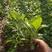大滨菊，基地一手货源，常年销售各种绿化苗木