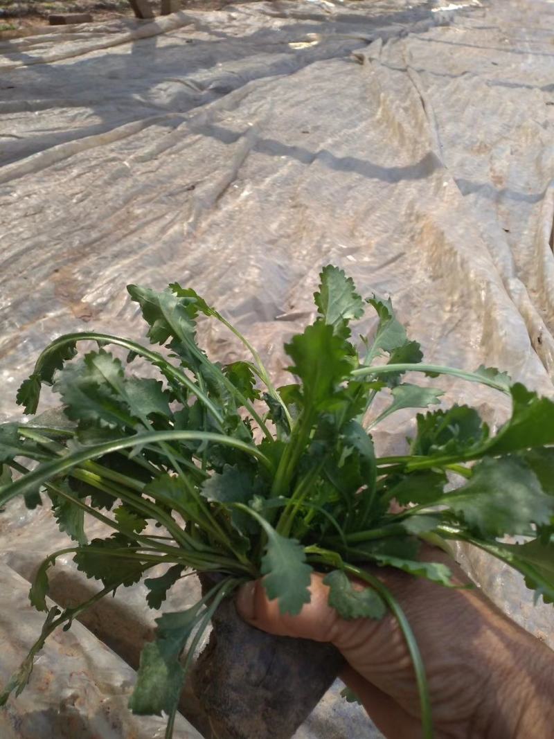 大滨菊，基地一手货源，常年销售各种绿化苗木