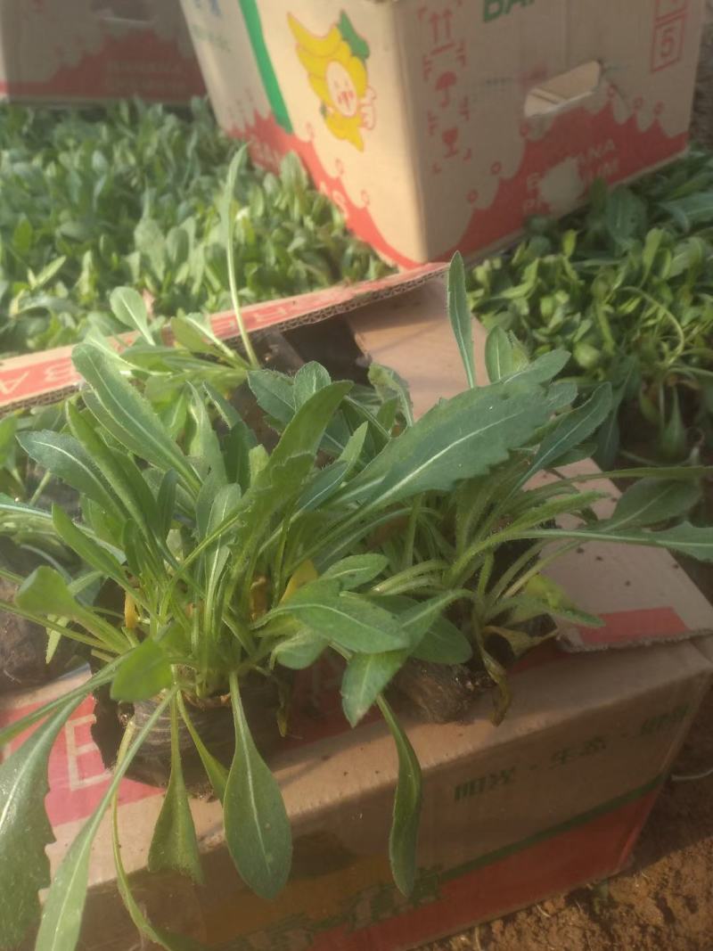 天人菊，基地直销，常年供应常年供应各种绿化