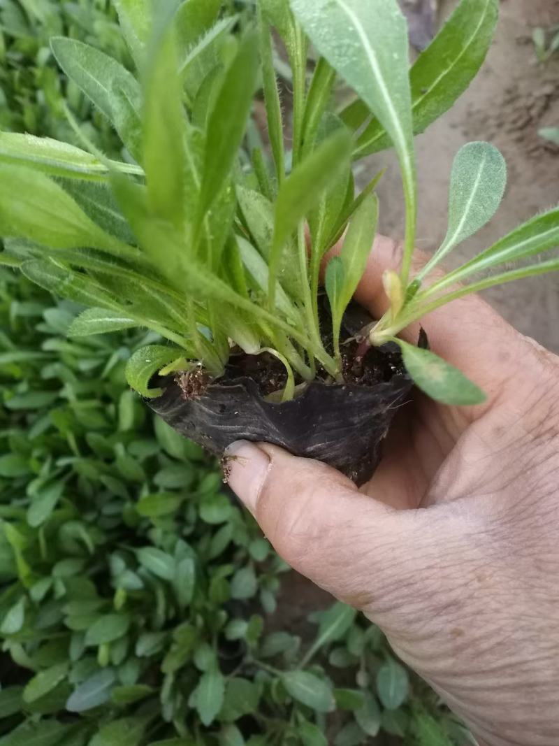 天人菊，基地直销，常年供应常年供应各种绿化