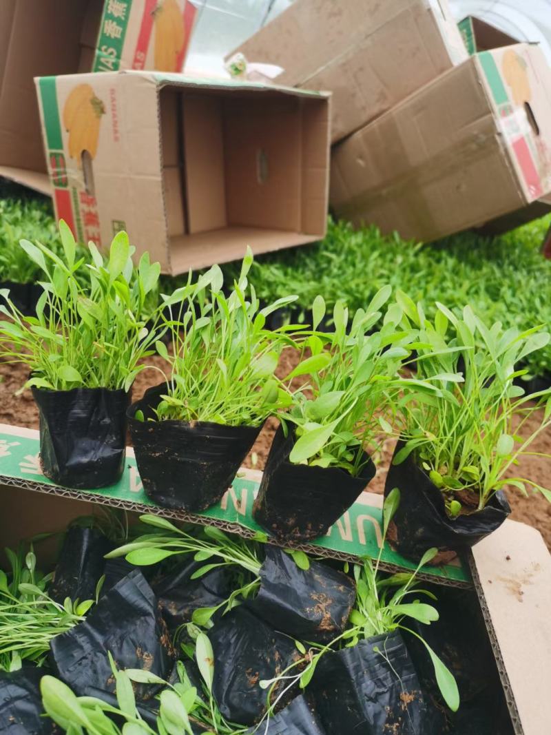 金鸡菊，基地直销，各种绿化苗木齐全。。。