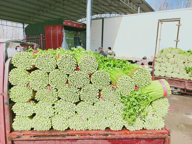 美国文图拉芹菜，精品芹菜，大量供应，小西芹欢迎联系