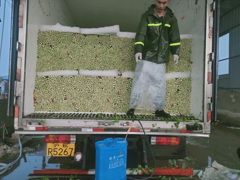 精品西芹55cm以上，产地批发，超市直供量大从优