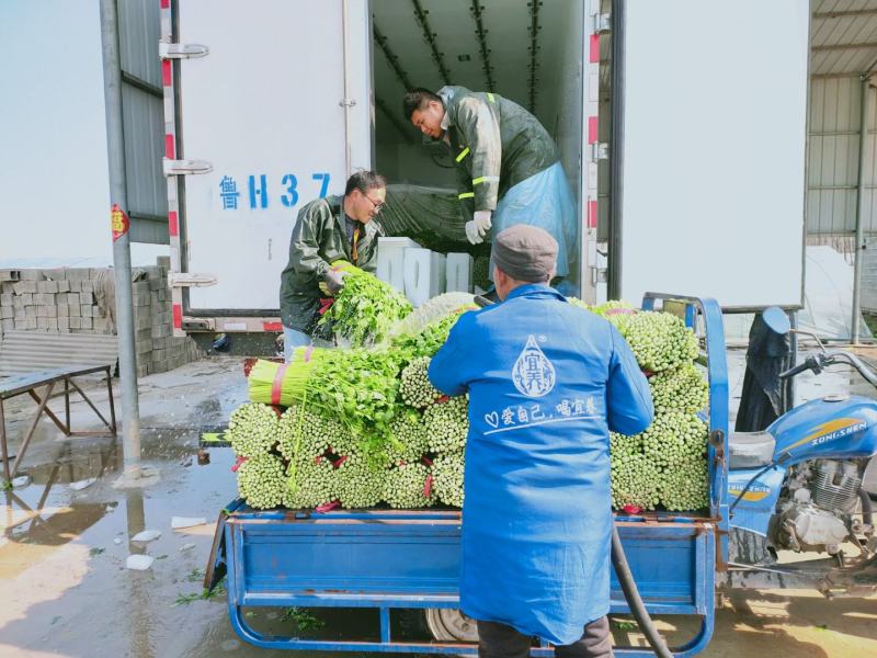 精品西芹55cm以上，产地批发，超市直供量大从优