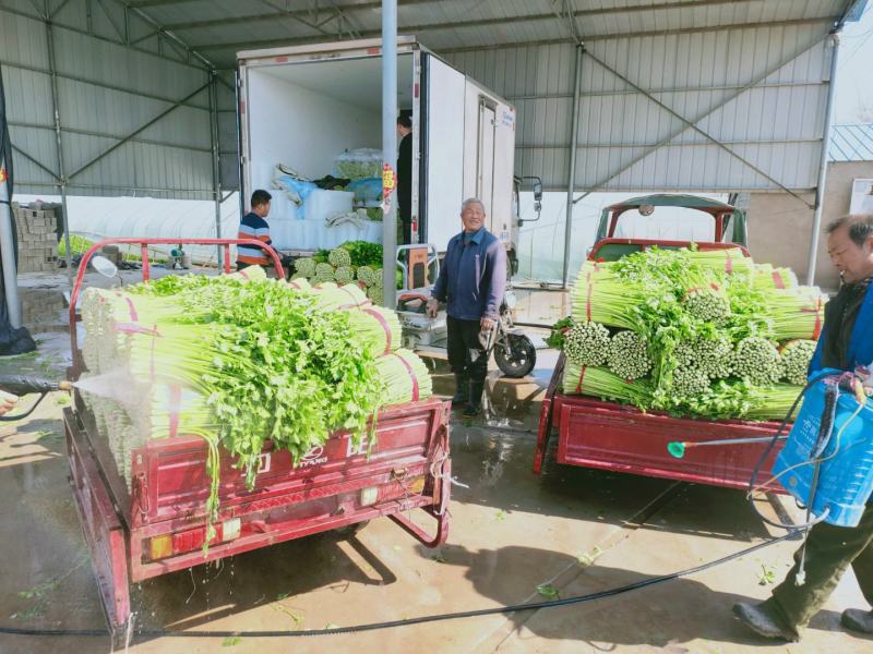 精品西芹55cm以上，产地批发，超市直供量大从优