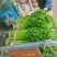 精品西芹55cm以上，产地批发，超市直供量大从优