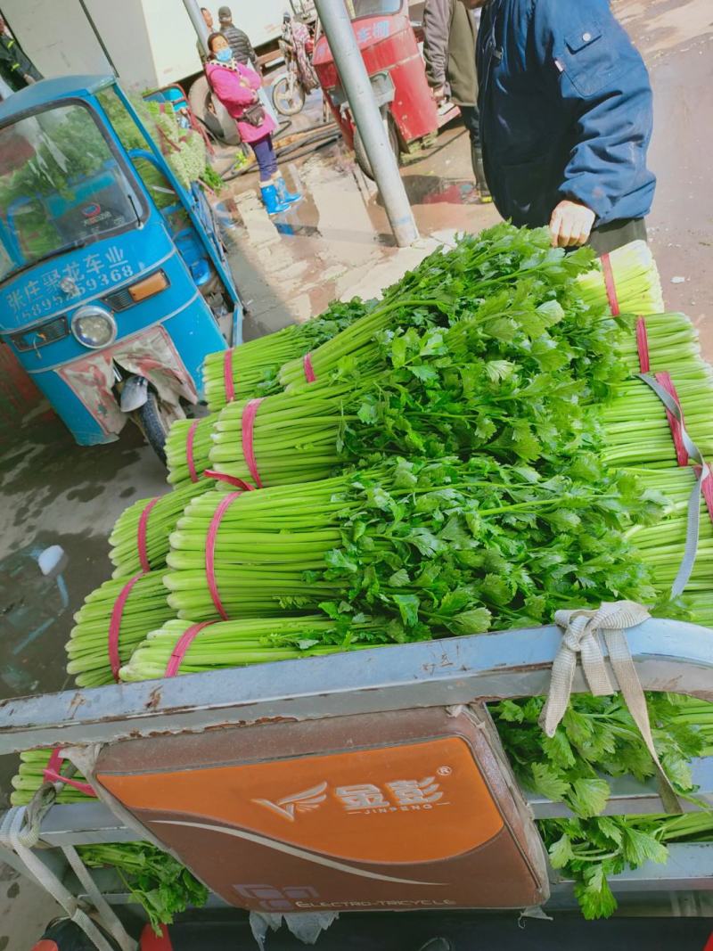 精品西芹55cm以上，产地批发，超市直供量大从优