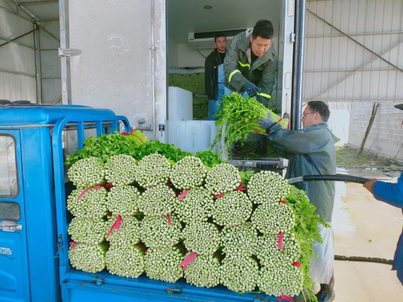 精品西芹55cm以上，产地批发，超市直供量大从优