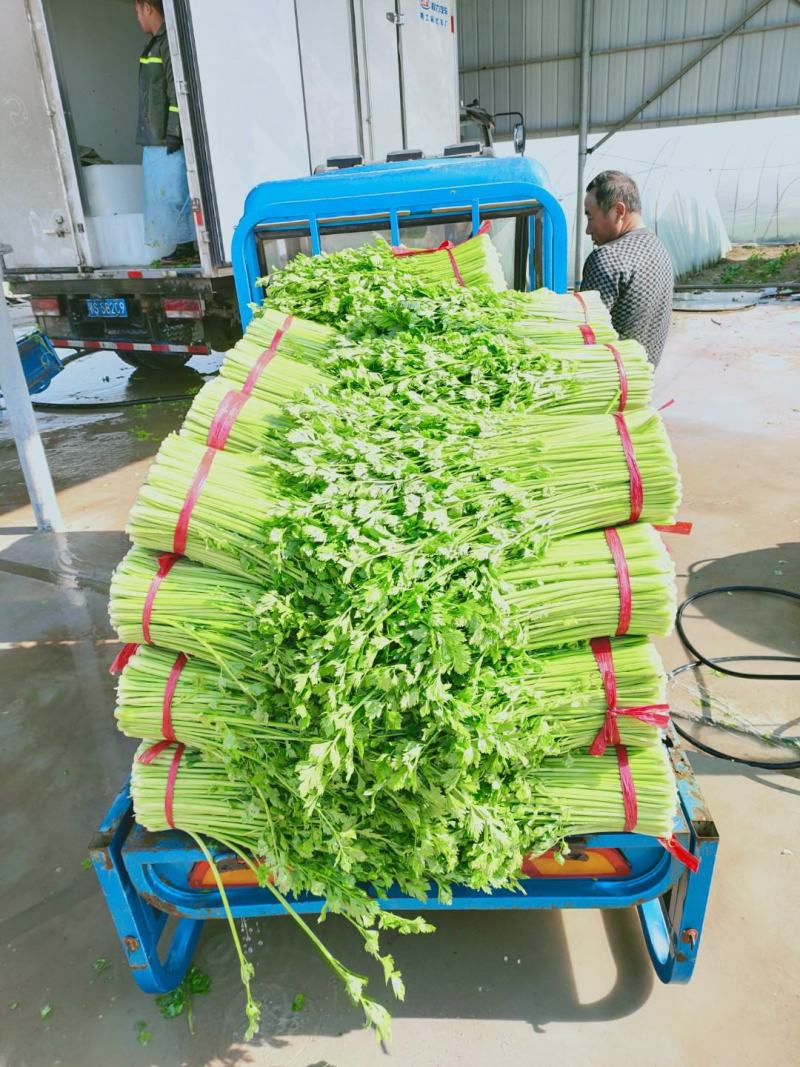 精品西芹55cm以上，产地批发，超市直供量大从优