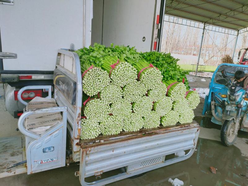 精品西芹55cm以上，产地批发，超市直供量大从优