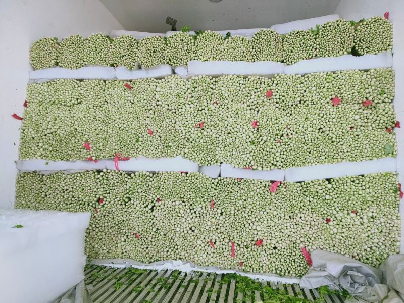 精品西芹55cm以上，产地批发，超市直供量大从优
