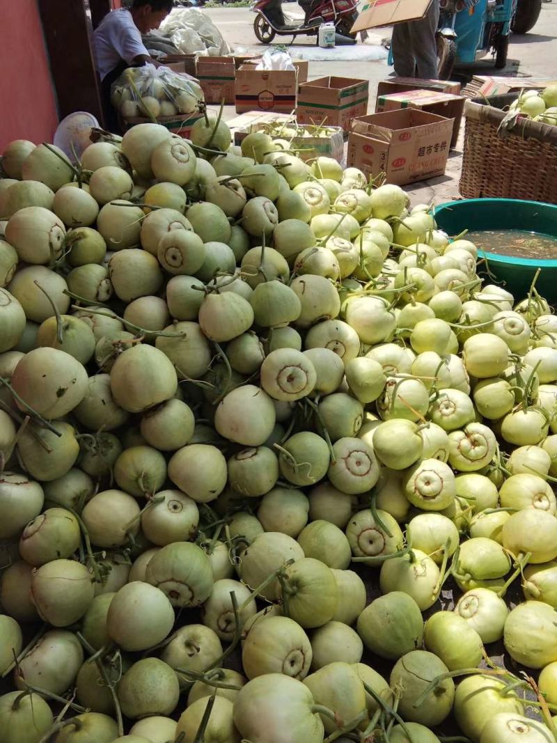 甜瓜、莱西甜瓜、香瓜、蜜宝，甜宝甜瓜、头茬甜瓜、香甜脆甜