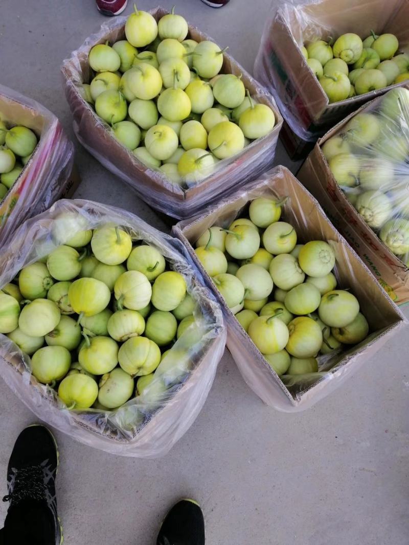 甜瓜、莱西甜瓜、香瓜、蜜宝，甜宝甜瓜、头茬甜瓜、香甜脆甜