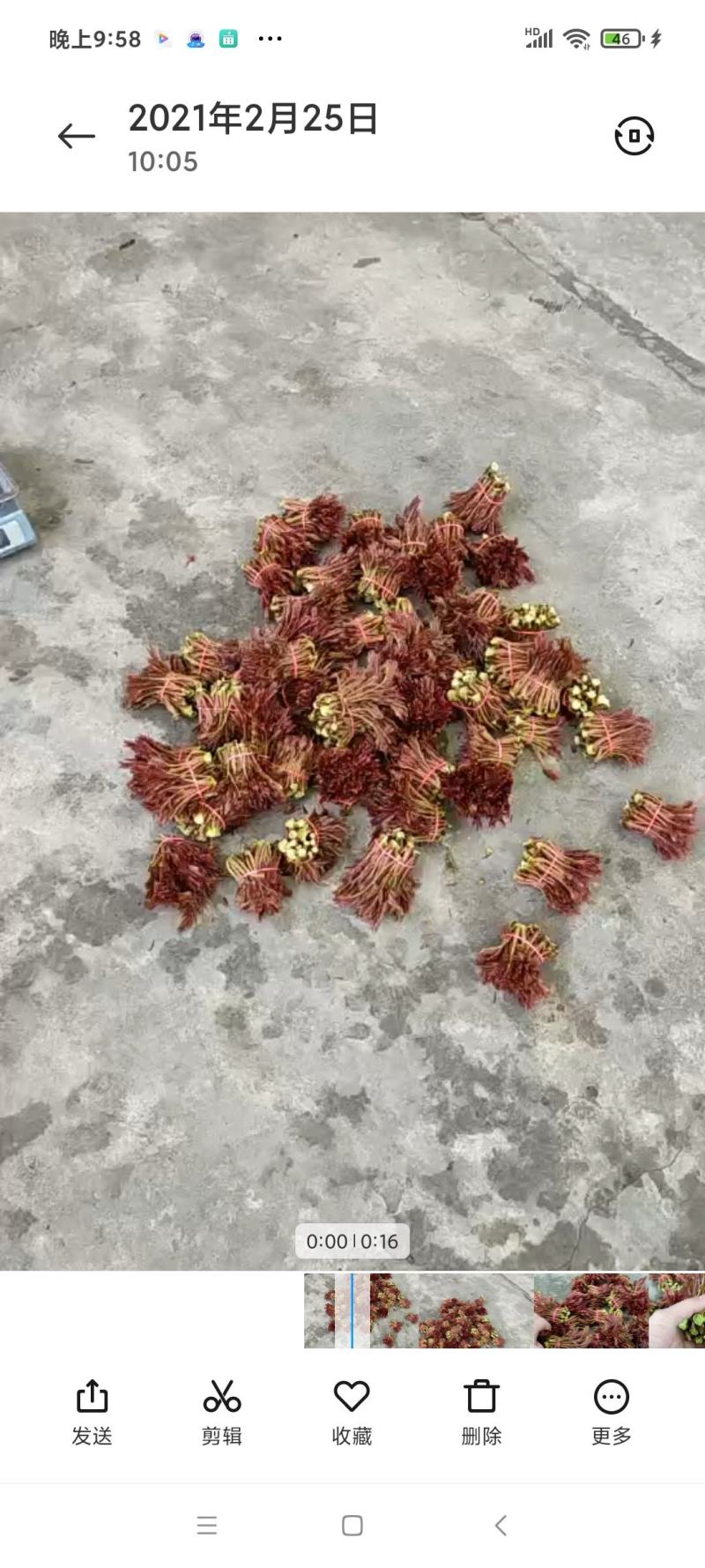 香椿芽四川打包处，提供场地辅料物流等看清楚不是卖香椿芽