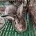 比利时兔种兔杂交比利时肉兔大型肉兔活体兔子