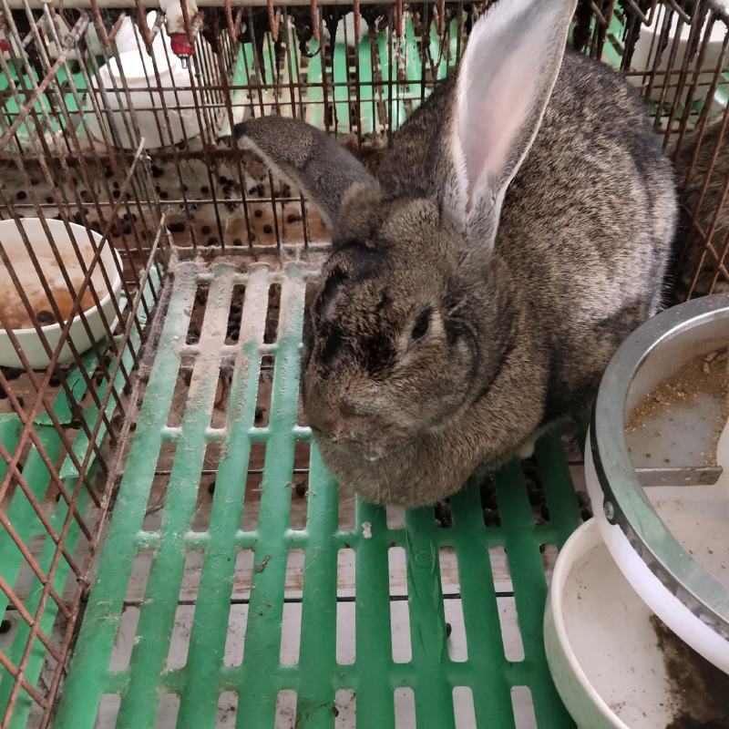 比利时兔种兔杂交比利时肉兔大型肉兔活体兔子
