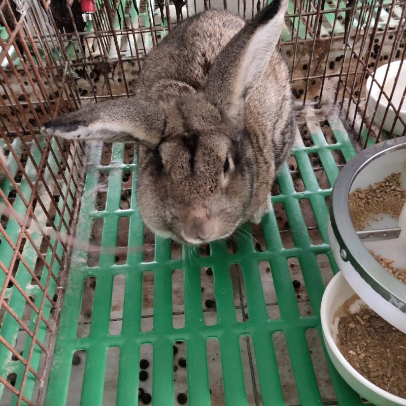 比利时兔种兔杂交比利时肉兔大型肉兔活体兔子