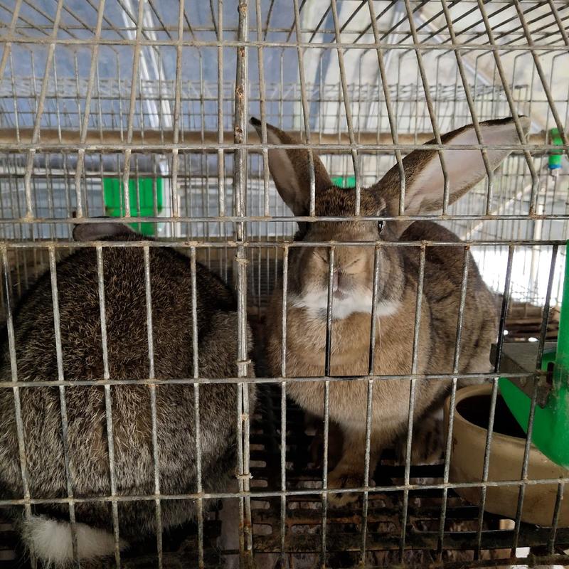 比利时兔种兔杂交比利时肉兔大型肉兔活体兔子