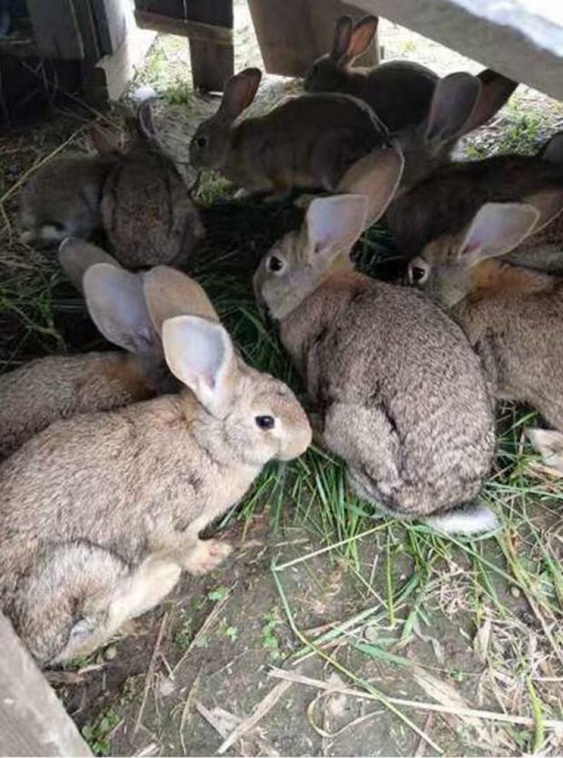 比利时兔种兔杂交比利时肉兔大型肉兔活体兔子