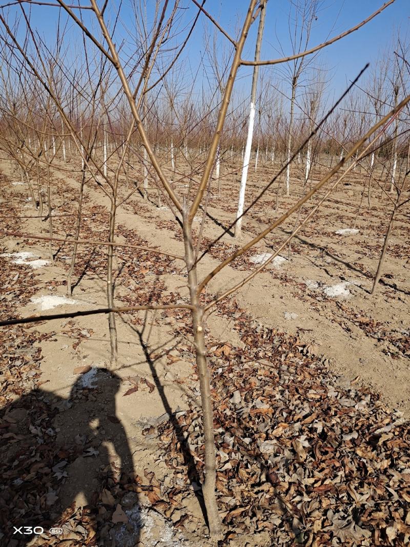 红叶桃碧桃树河南鄢陵货源6～12公分有货欢迎联系