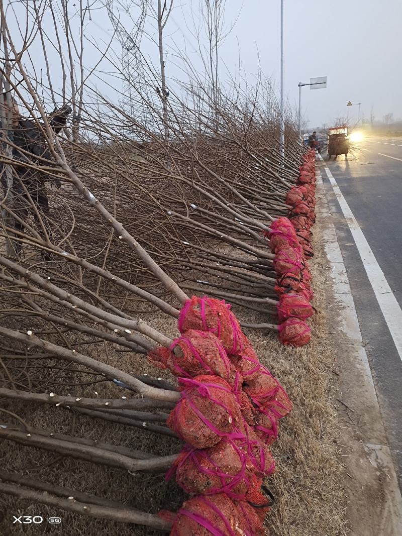 红叶桃碧桃树河南鄢陵货源6～12公分有货欢迎联系