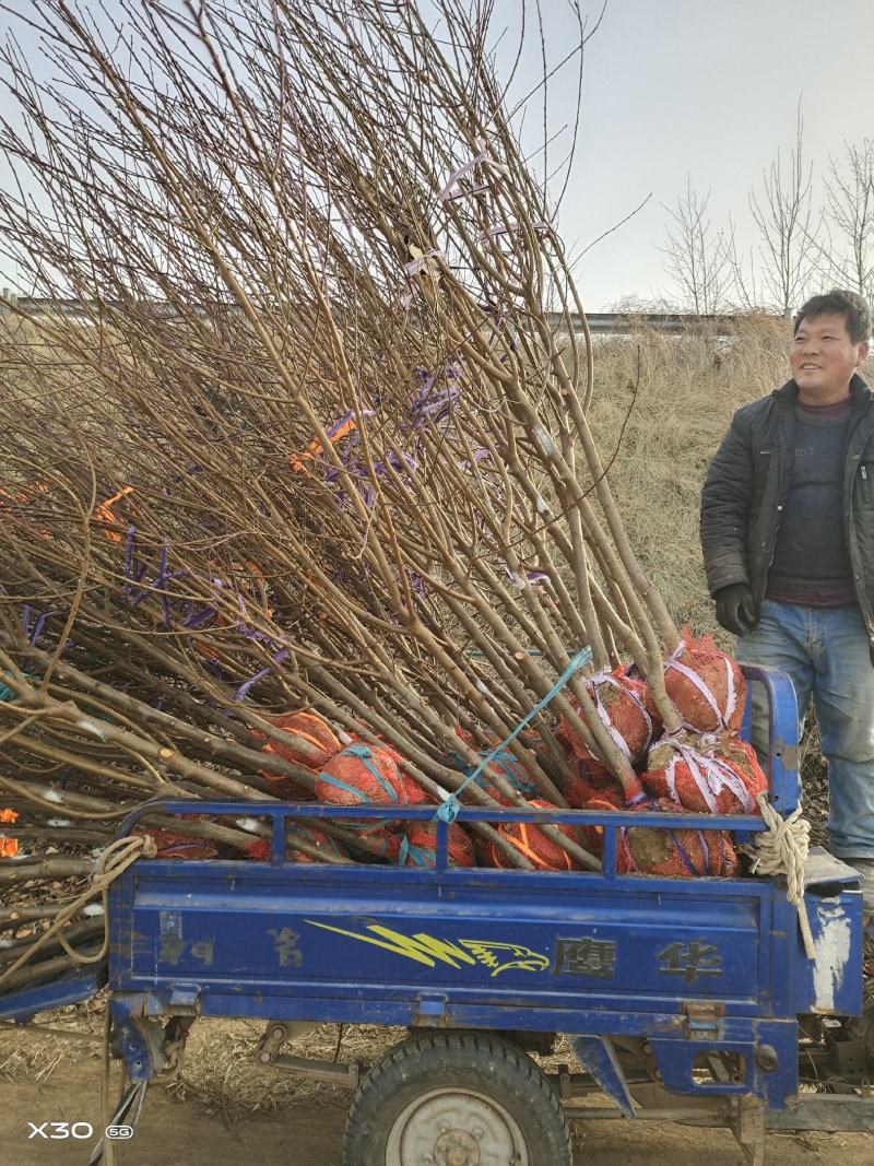 红叶桃碧桃树河南鄢陵货源6～12公分有货欢迎联系