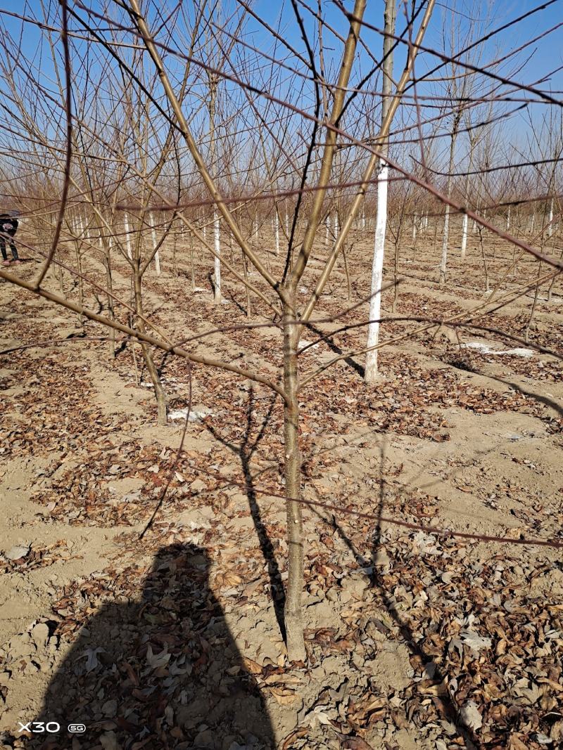 红叶桃碧桃树河南鄢陵货源6～12公分有货欢迎联系