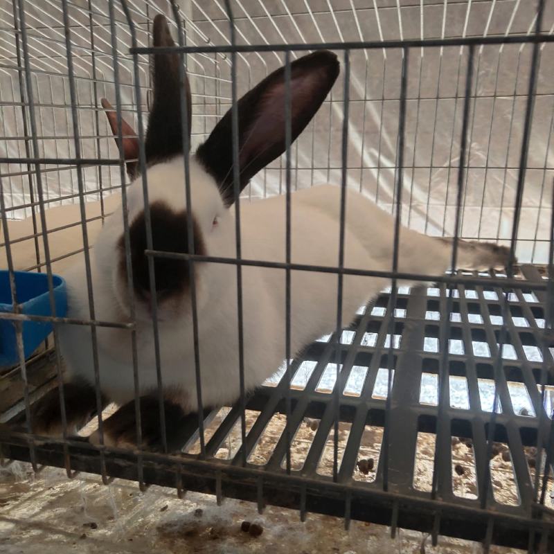 纯种伊拉八点黑兔大型肉兔活体兔子伊拉种兔