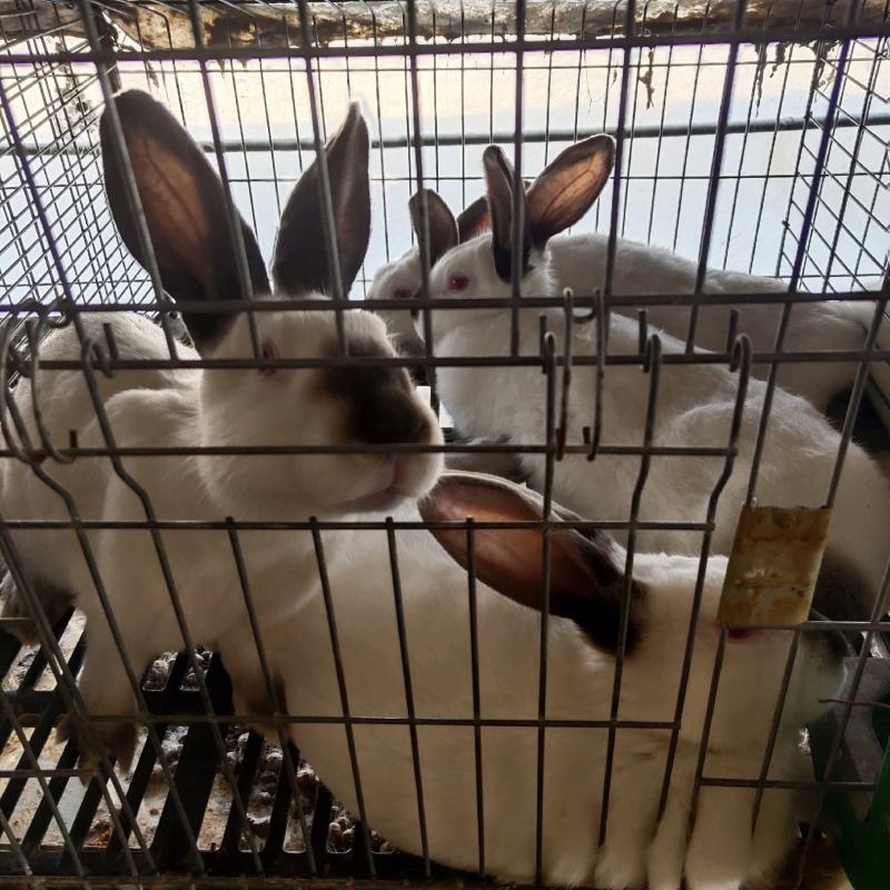 纯种伊拉八点黑兔大型肉兔活体兔子伊拉种兔