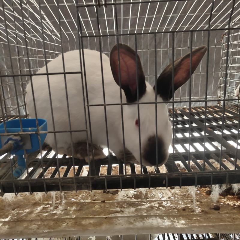 纯种伊拉八点黑兔大型肉兔活体兔子伊拉种兔