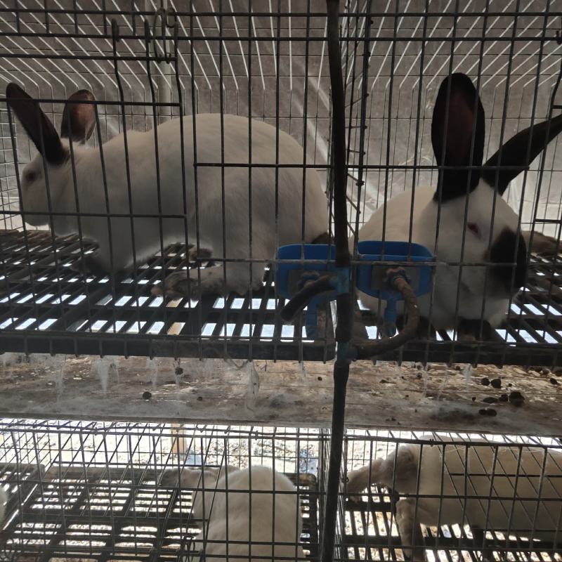 纯种伊拉八点黑兔大型肉兔活体兔子伊拉种兔