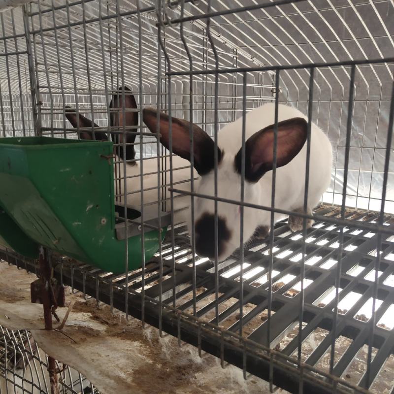纯种伊拉八点黑兔大型肉兔活体兔子伊拉种兔